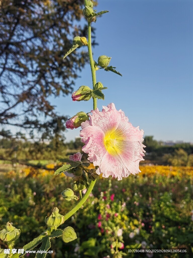 田野中绽放的美丽蜀葵花