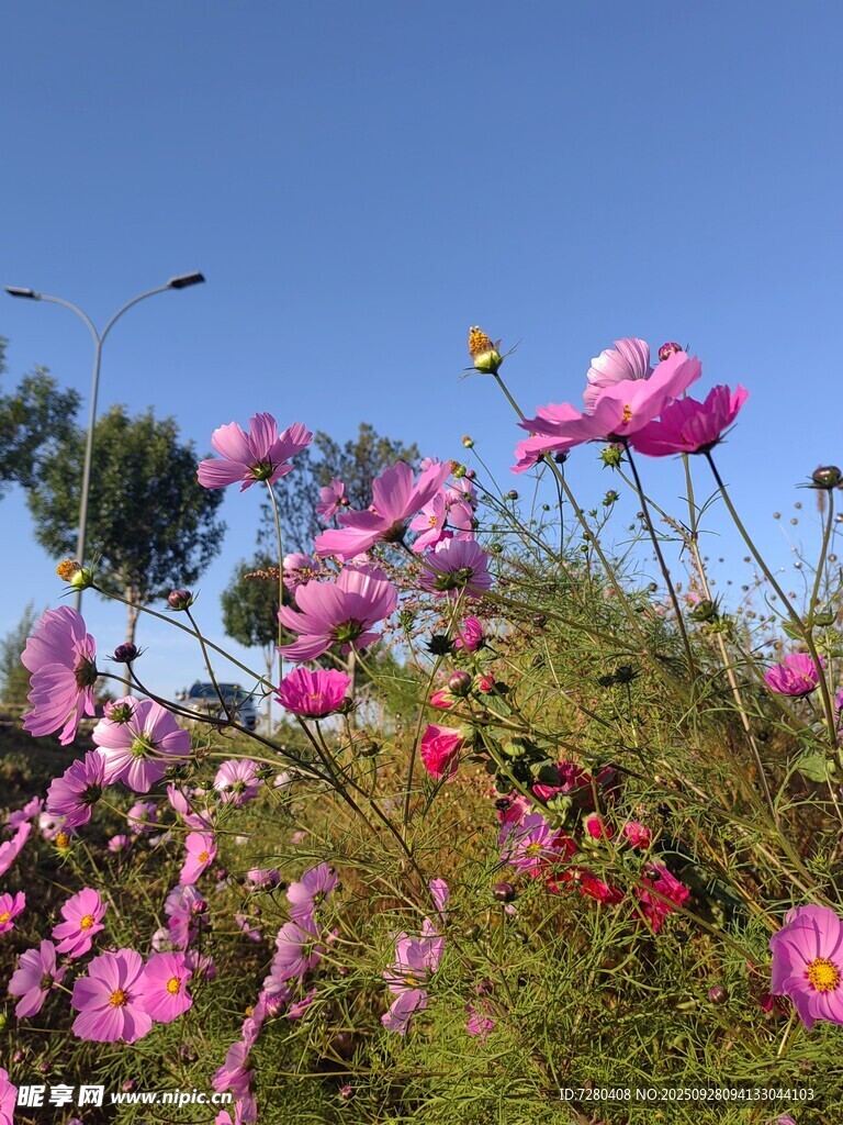 格桑花