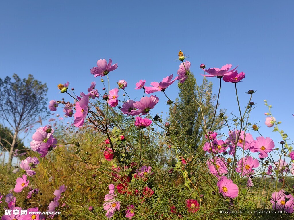 格桑花