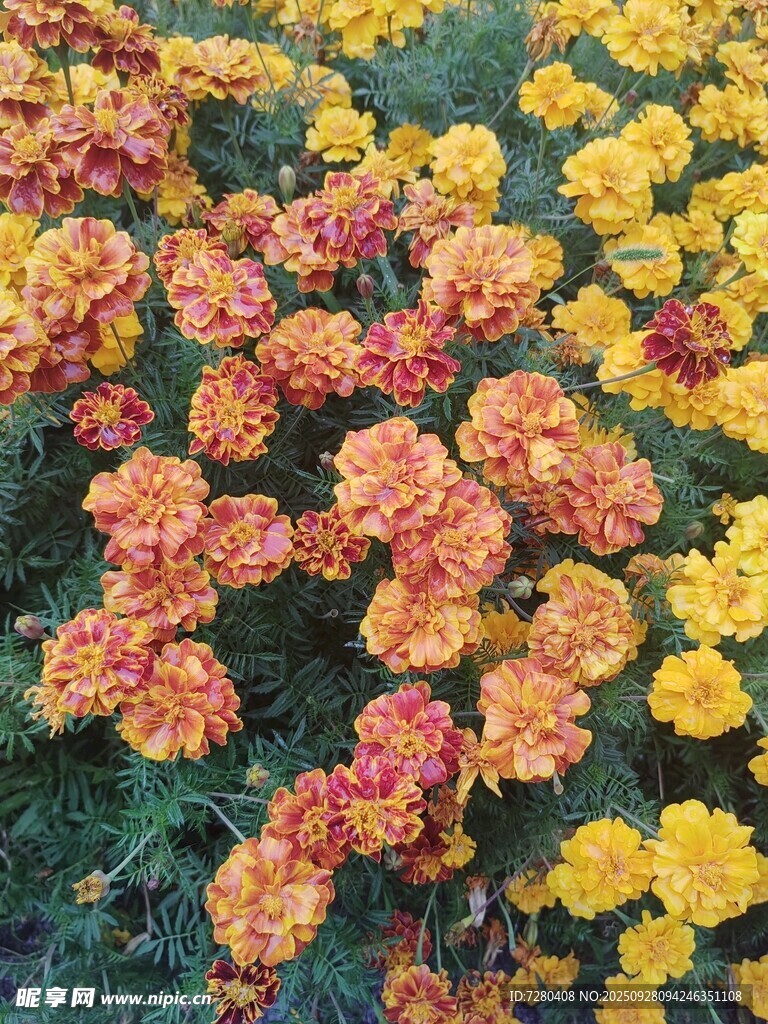 多彩万寿菊绽放
