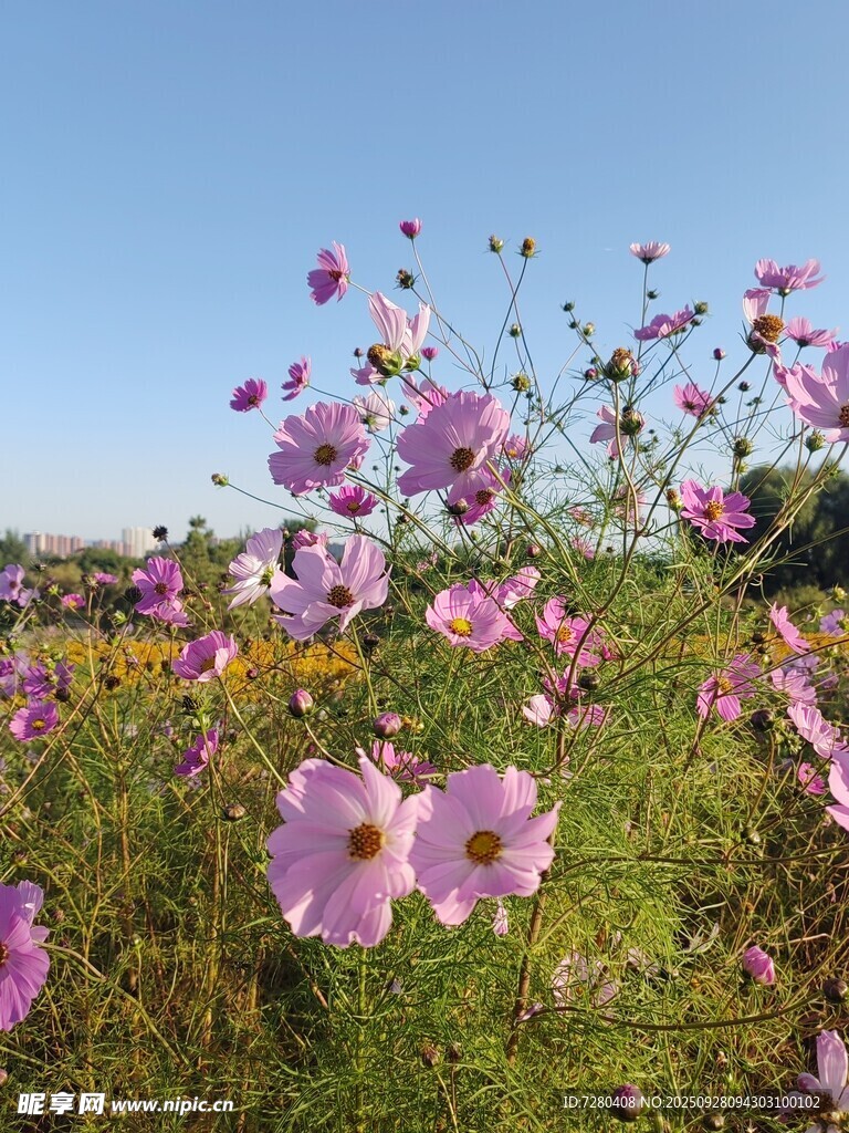 田野中的绚烂粉色花朵