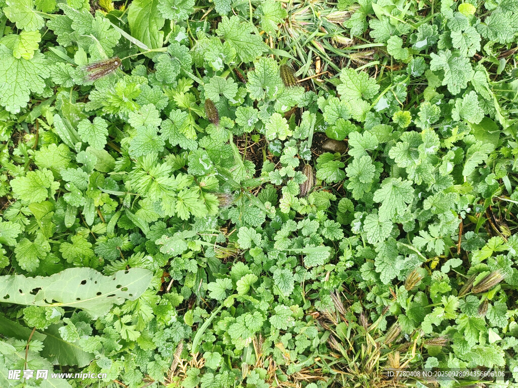 翠绿繁茂的地面绿植景观