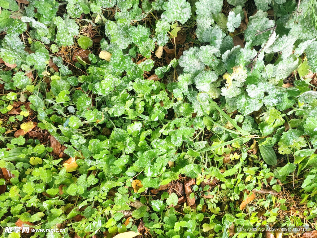 翠绿繁茂的植物景观