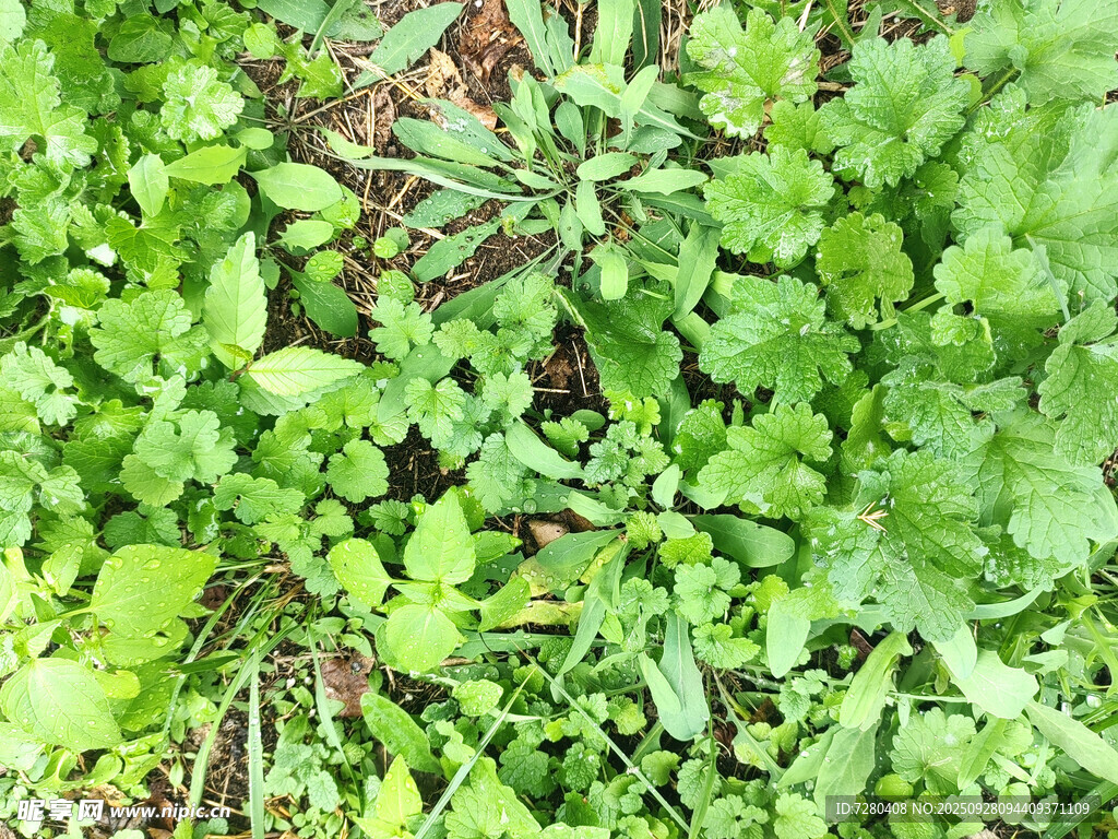 嫩绿繁茂的植物群落