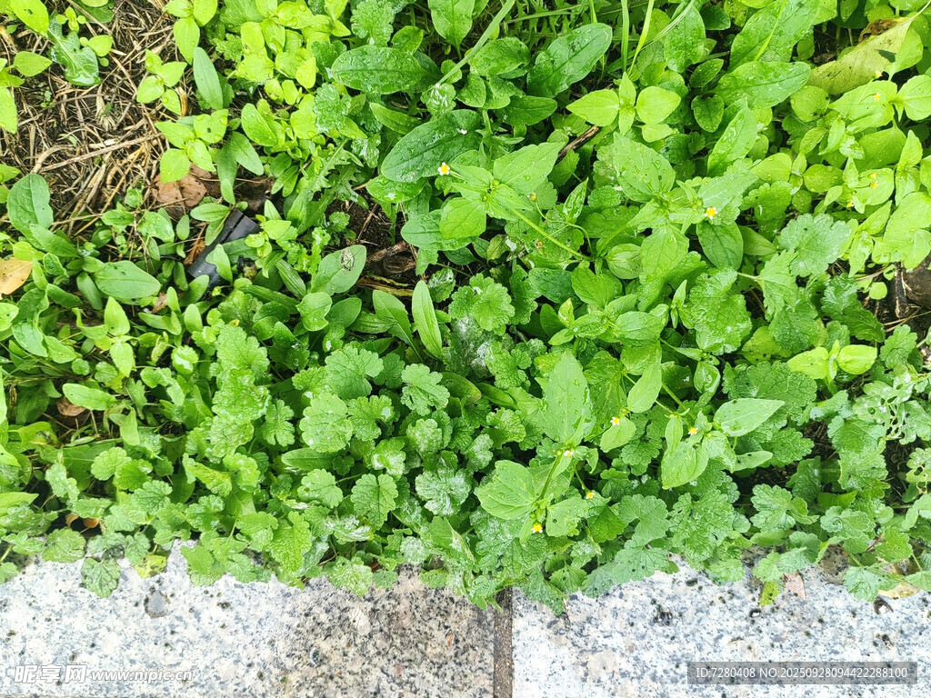 石阶旁的翠绿植物