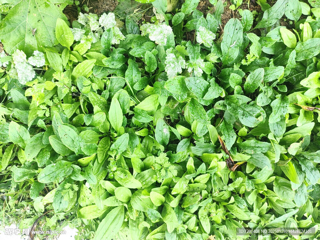翠绿繁茂的植物景观
