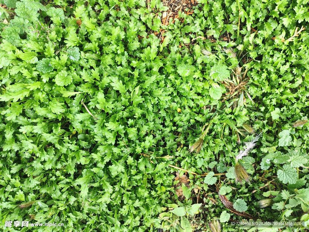 翠绿繁茂的地面绿植景观
