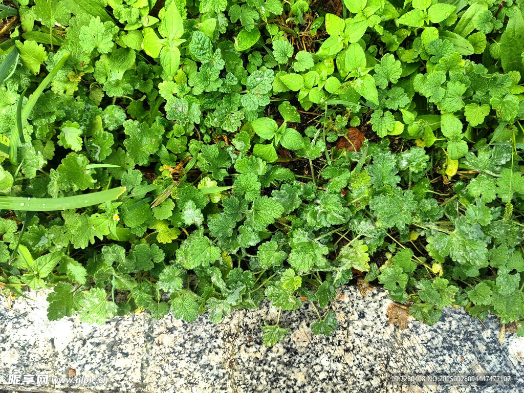 翠绿小草与灰色路面交界