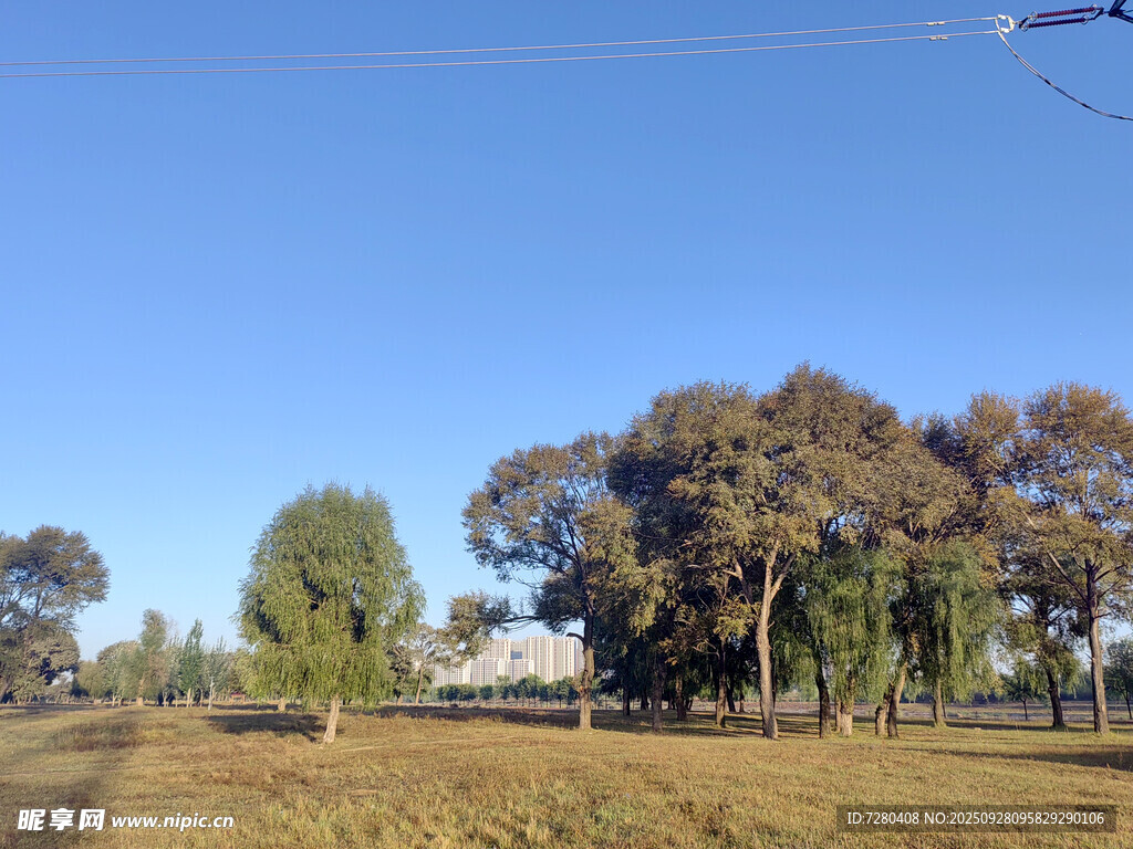 秋日开阔田野树木风景