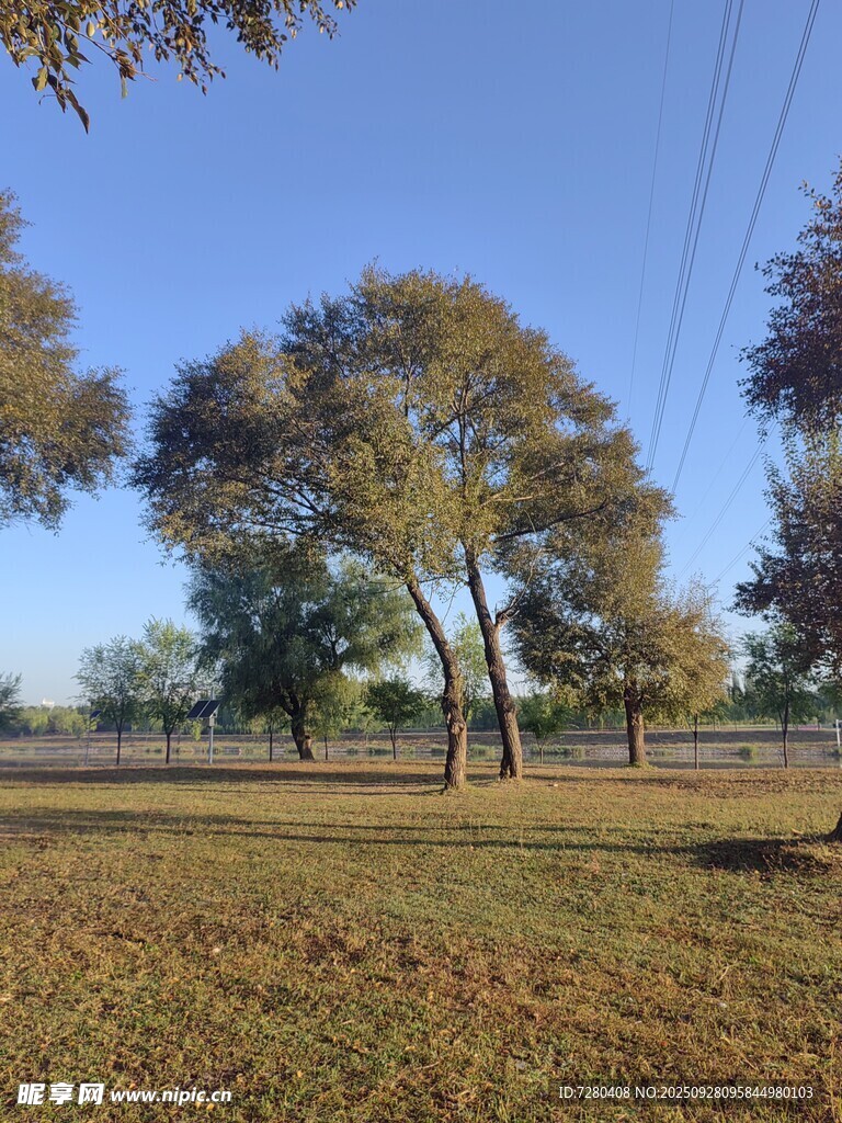 秋日旷野树木风景图