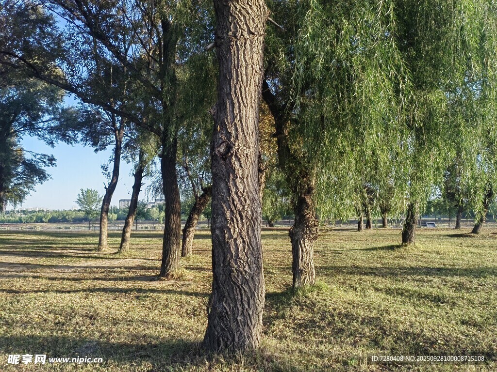 林间风光