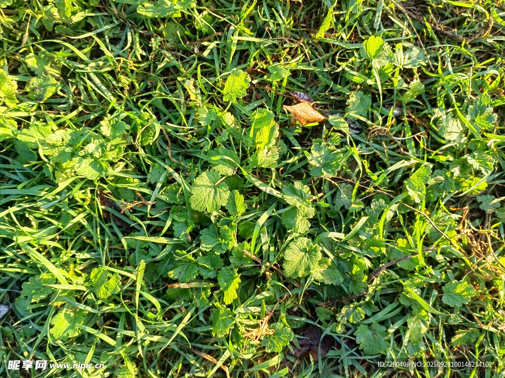 翠绿草地中的蘑菇