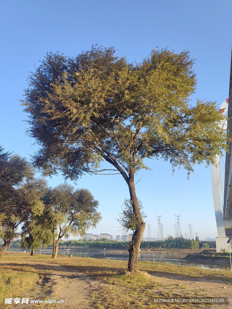 河畔孤树蓝天相伴