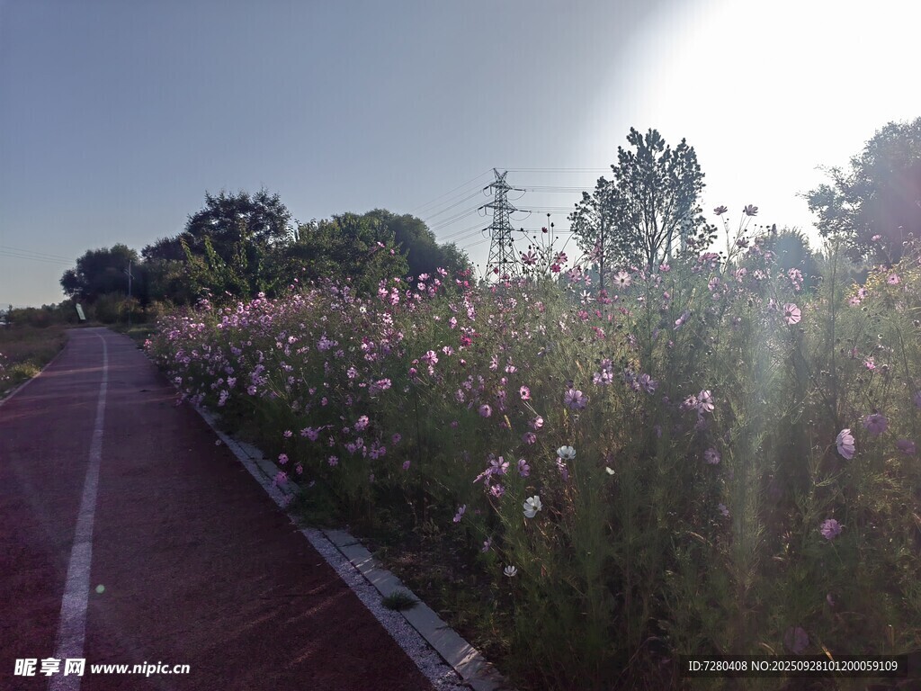 阳光跑道旁的绚烂花草