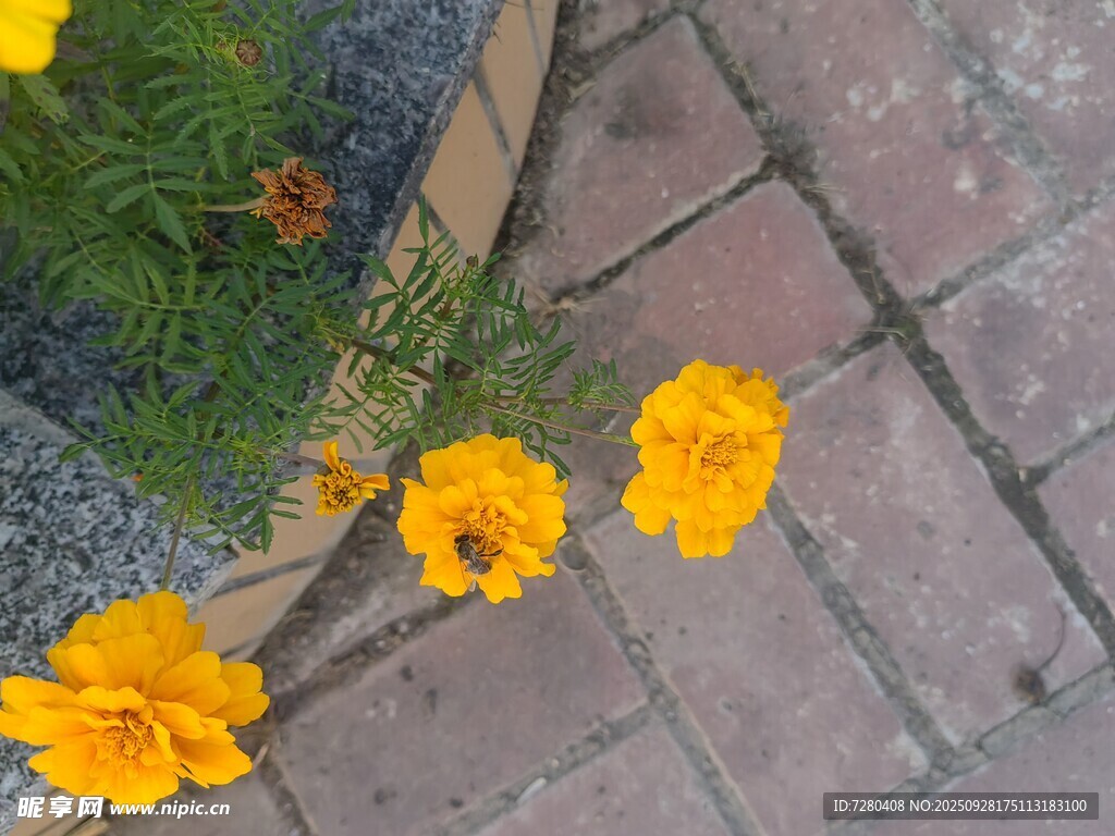砖缝间绽放的艳丽黄花朵