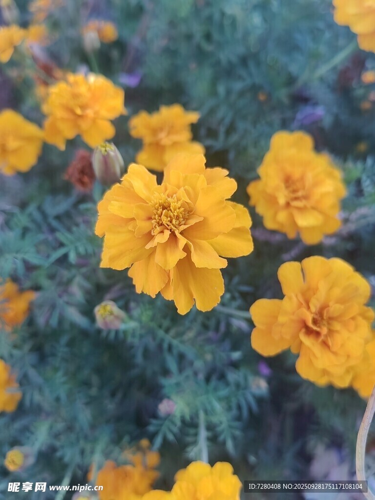 绽放的黄色美丽小菊花