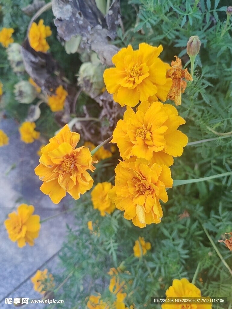 绽放的艳丽黄色万寿菊