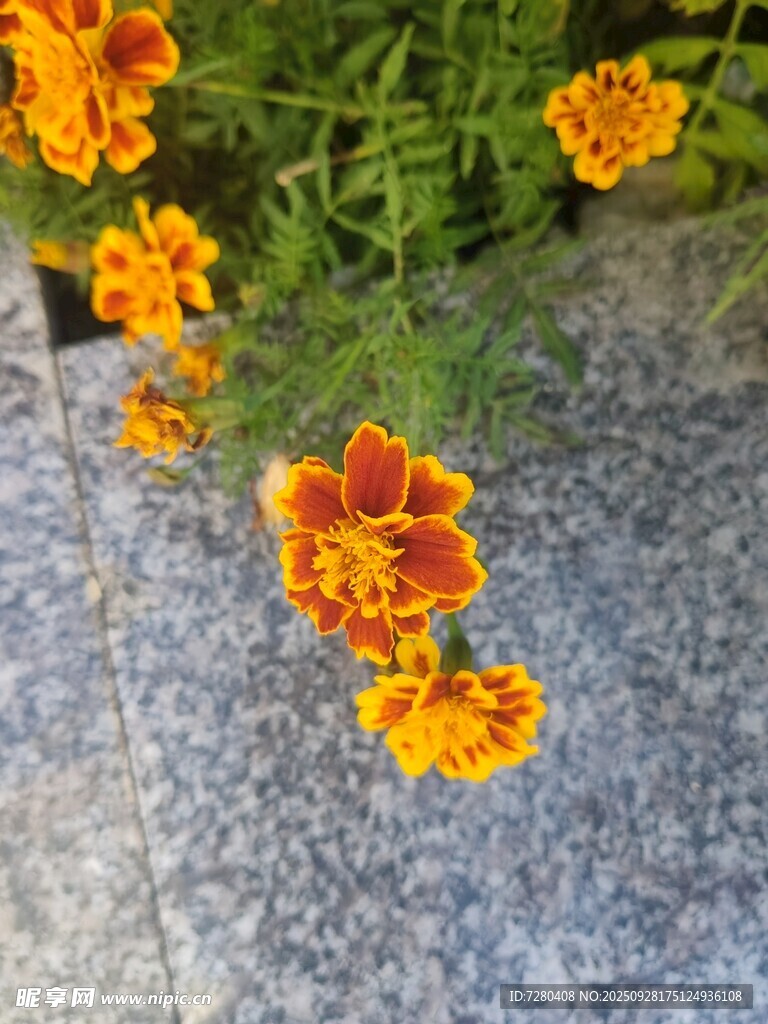 鲜艳万寿菊绽放于石旁