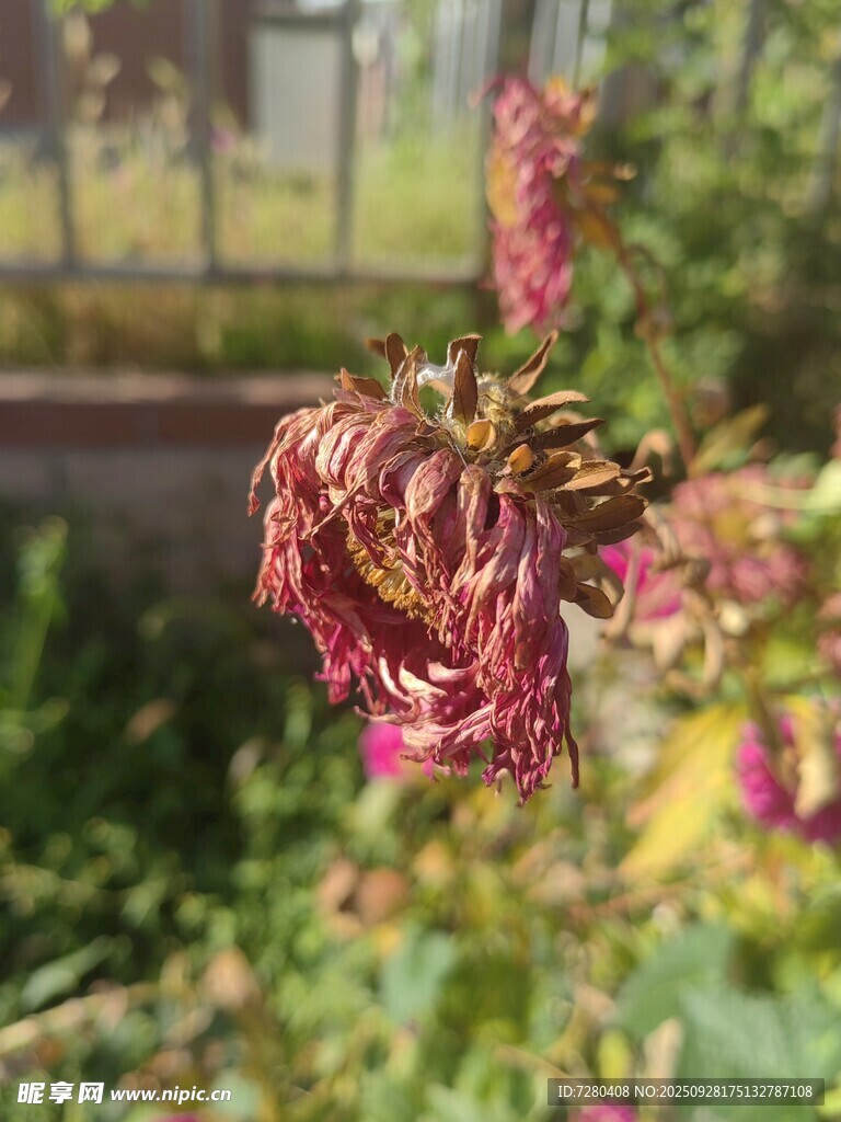 枯萎的粉色花朵