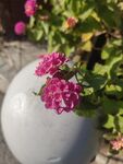 白色花盆中的娇艳粉花