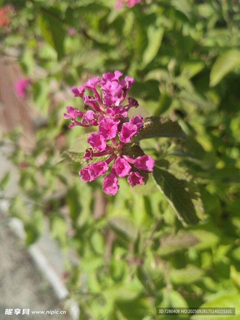 娇艳绽放的粉色花卉