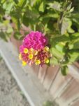 多彩花卉绽放于绿植间