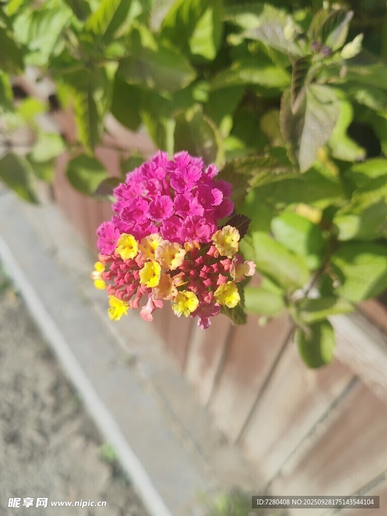 多彩花卉绽放于绿植间