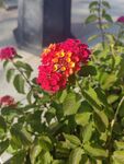 鲜艳多彩的绽放花朵