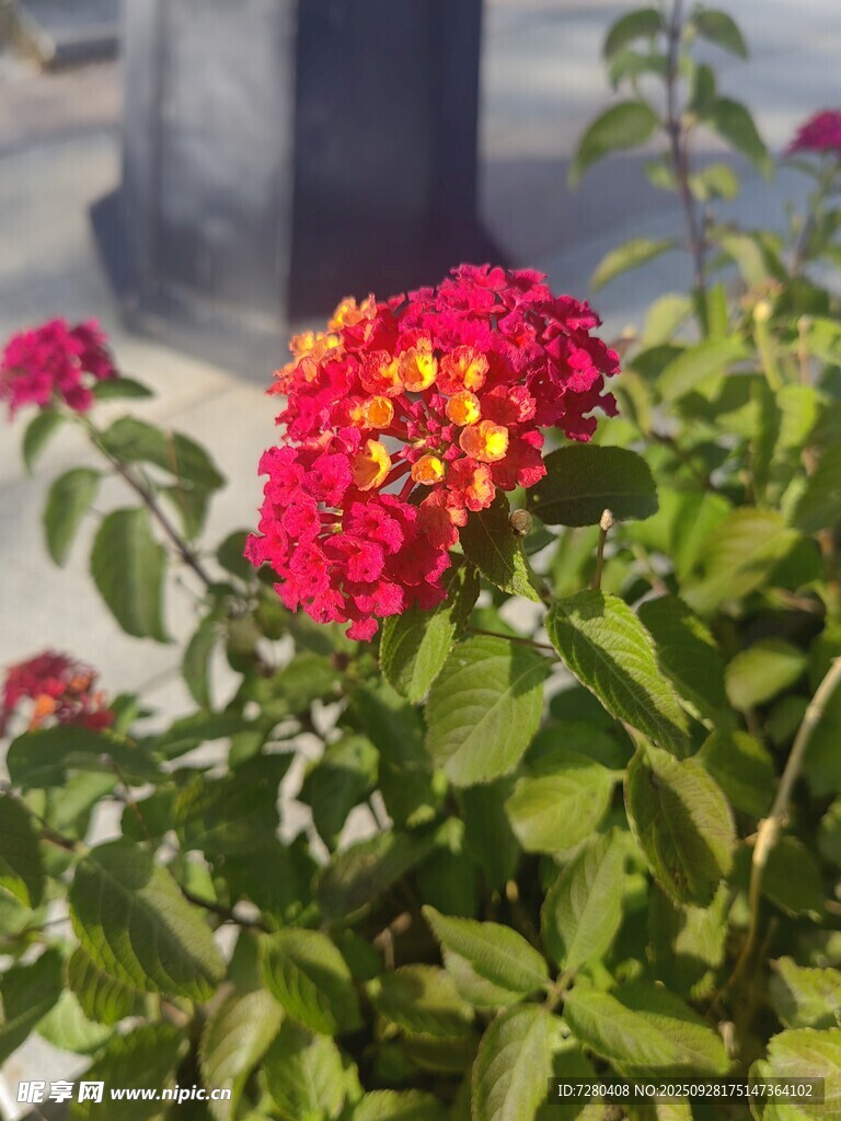 鲜艳多彩的绽放花朵