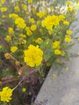 路边绽放的黄色小花