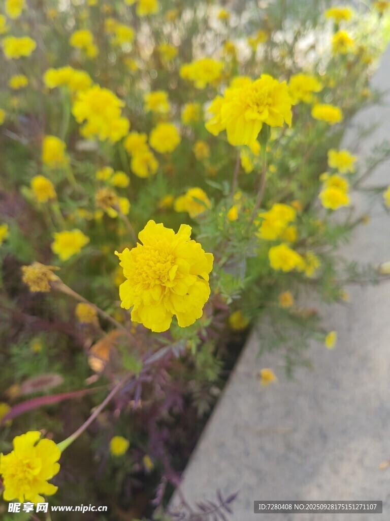 路边绽放的黄色小花