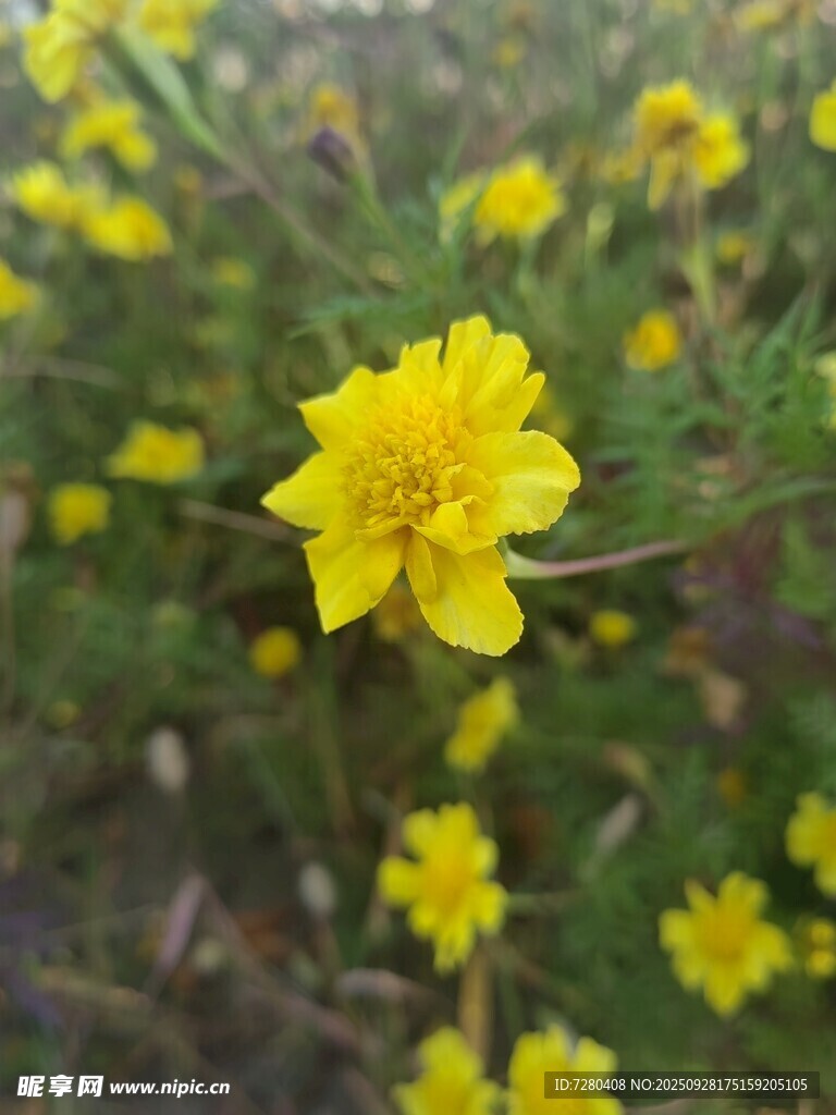 绽放的黄色小花