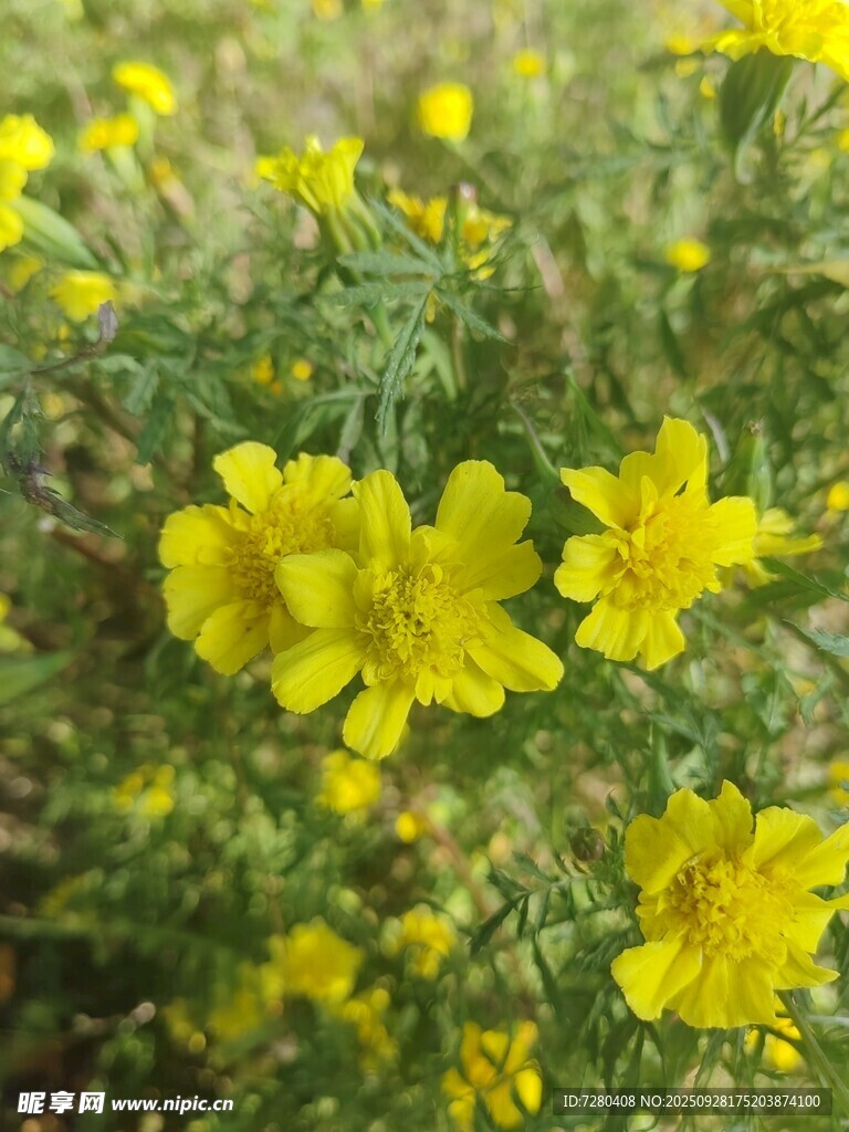绽放的黄色小花
