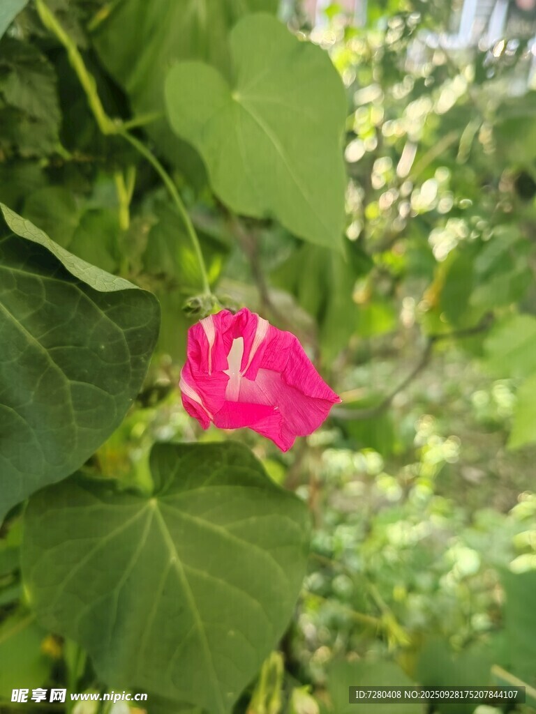 娇艳绽放的粉色牵牛花