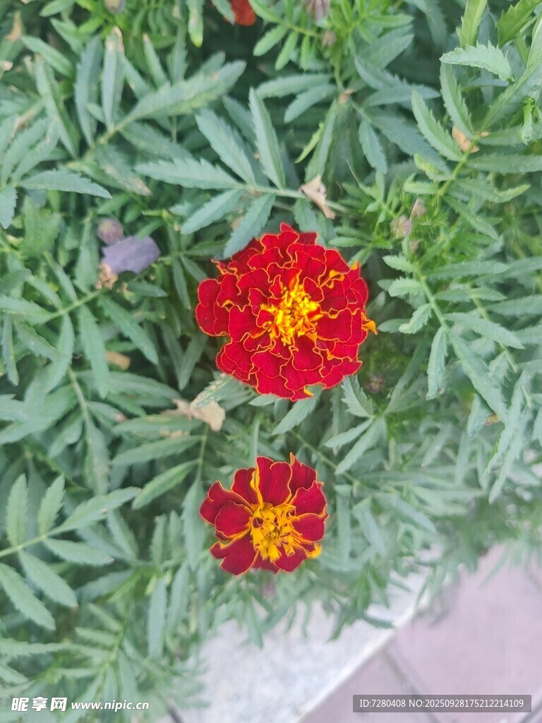 两朵鲜艳万寿菊绽放绿叶间