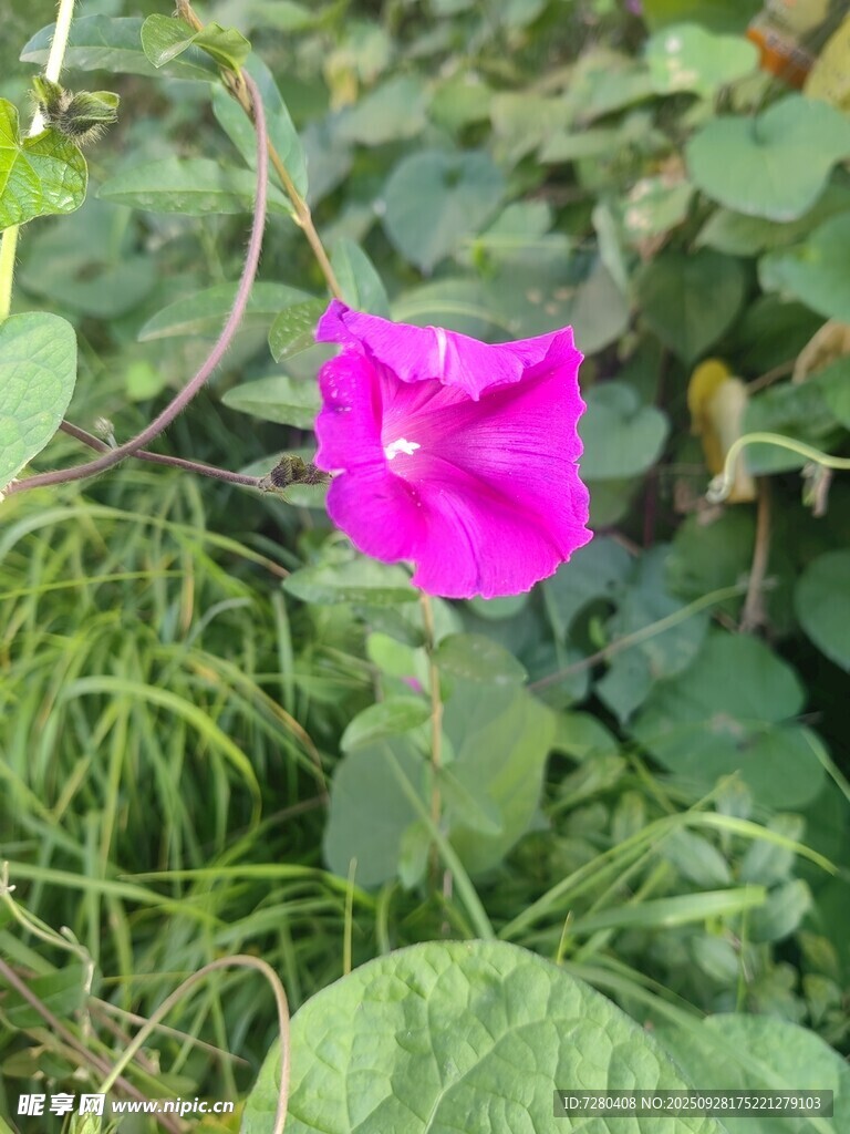 娇艳粉色牵牛花绽放