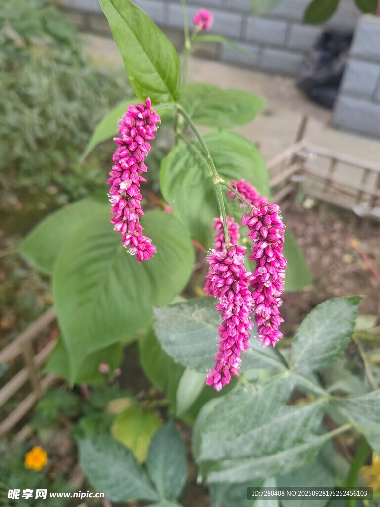 粉红花朵绽放绿叶间