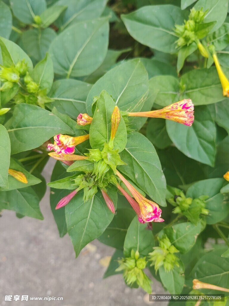 多彩绽放的艳丽花卉