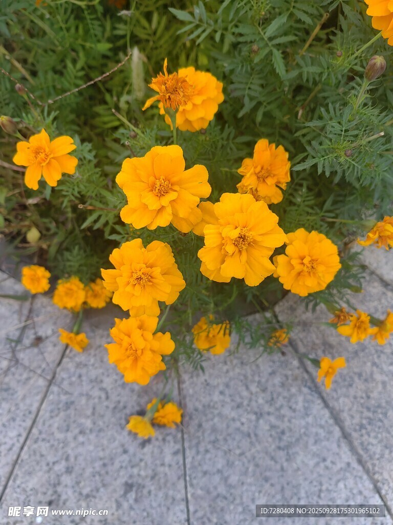 石缝间绽放的灿烂小黄花