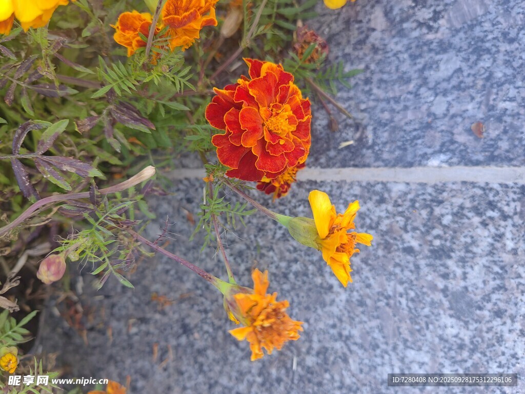 路边绽放的鲜艳万寿菊