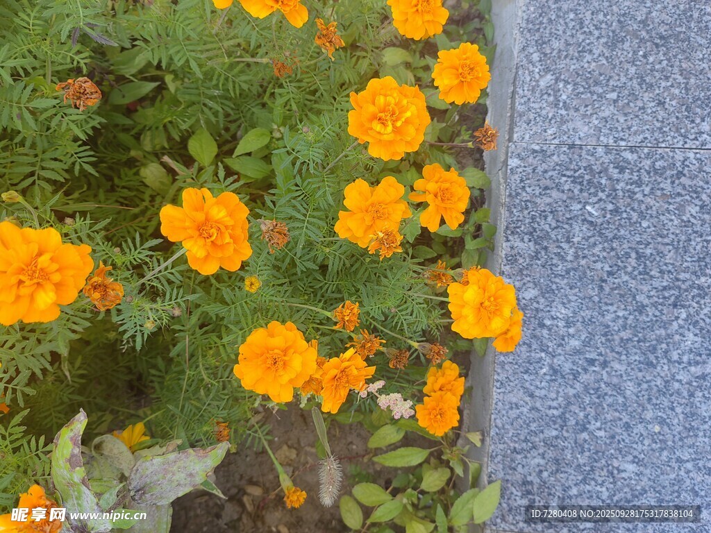 路边绽放的鲜艳橙色花朵