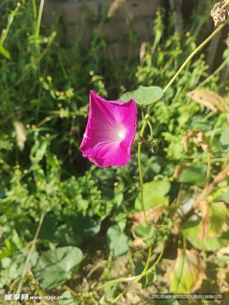 草丛中的艳丽牵牛花