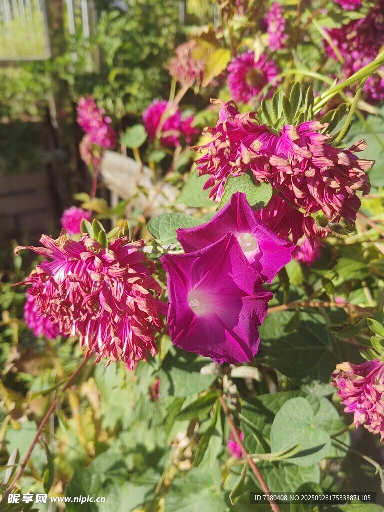 艳丽繁花绽放叶间