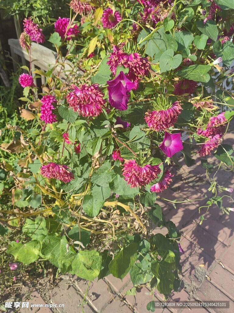 多彩花卉绽放于砖瓦旁