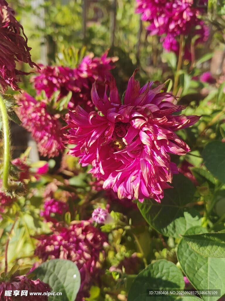 艳丽紫菊绽放绿叶间