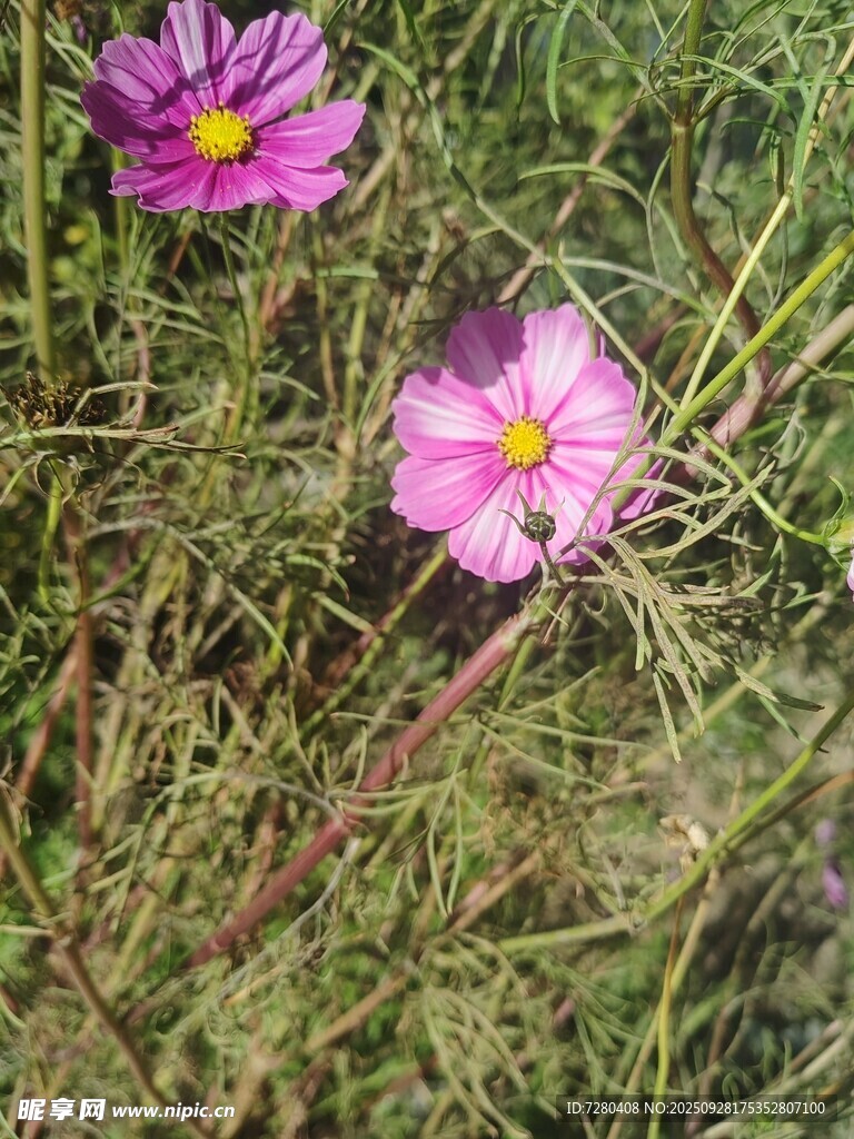 两朵绽放的粉色波斯菊