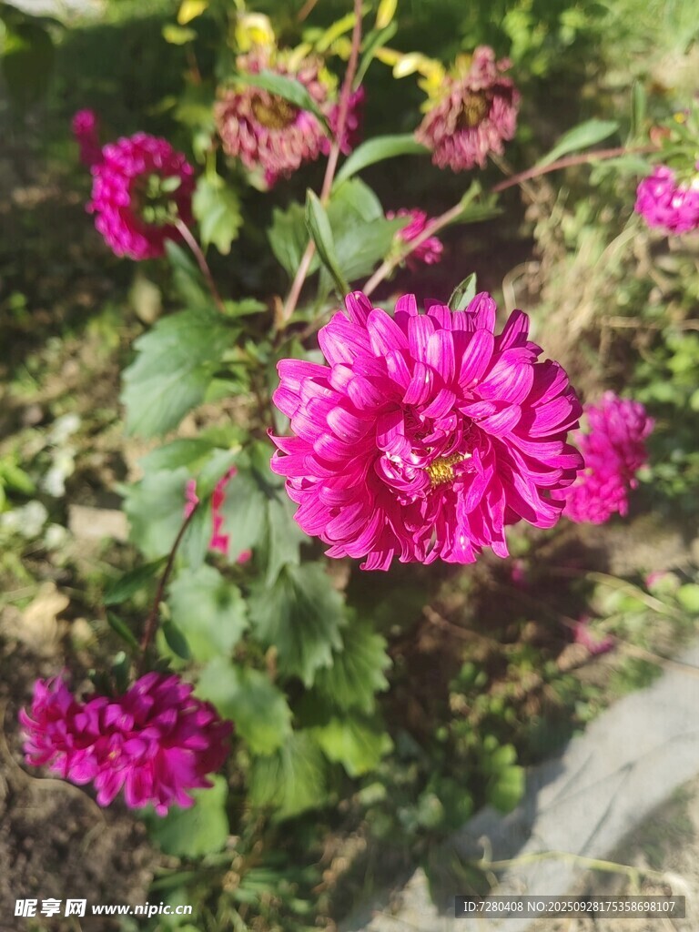 艳丽绽放的粉色花朵