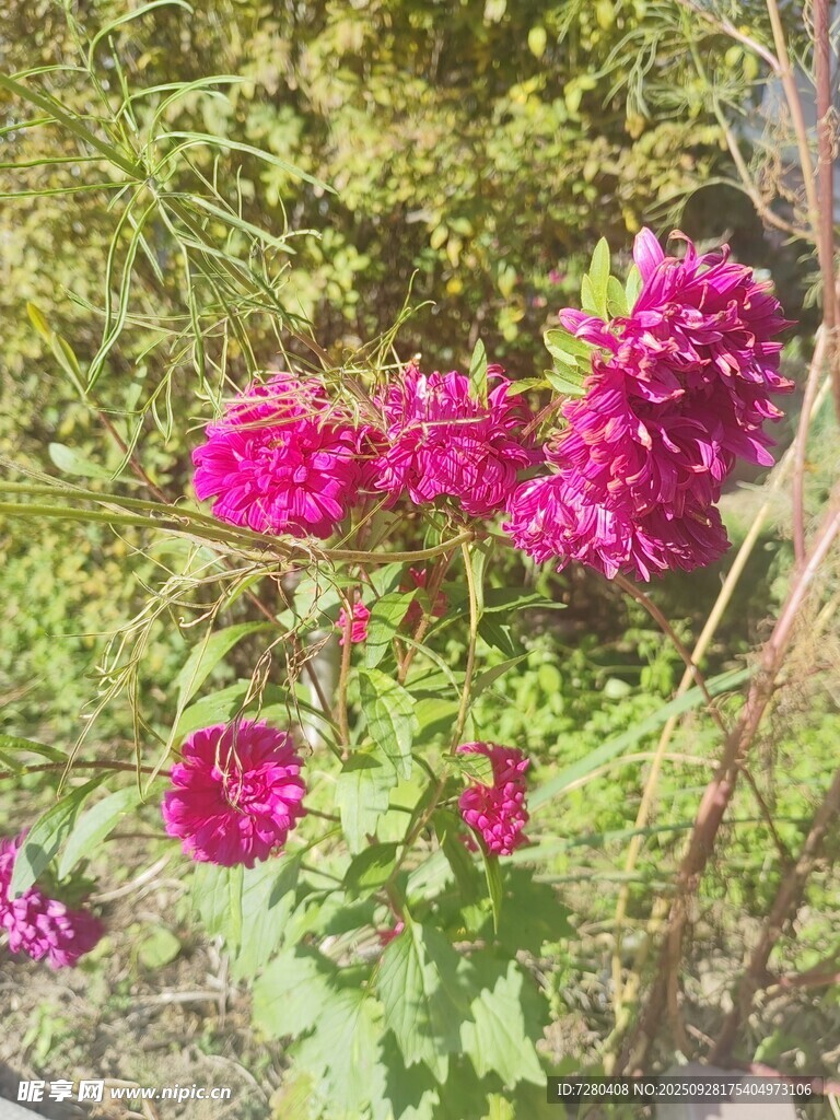 艳丽玫红花朵绽放于草丛