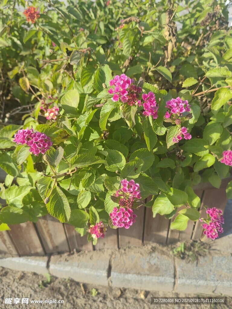 绽放的粉色花卉景观