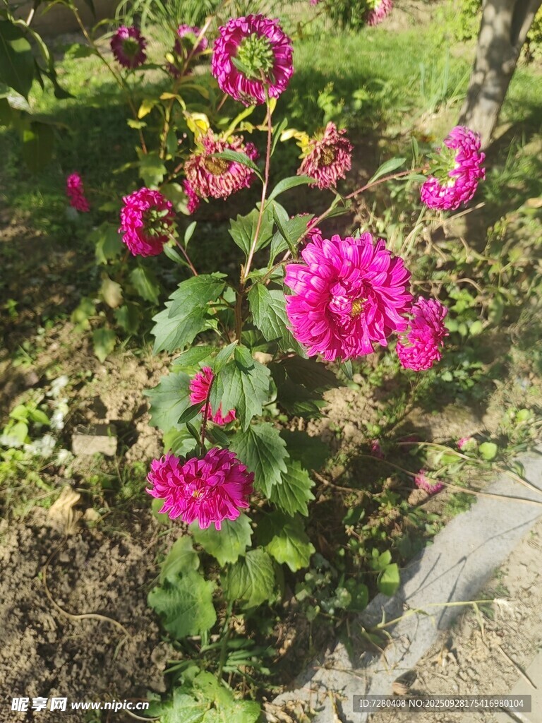 艳丽绽放的粉色菊花